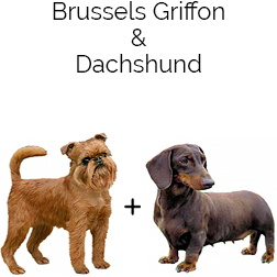 Dach-Griffon Dog